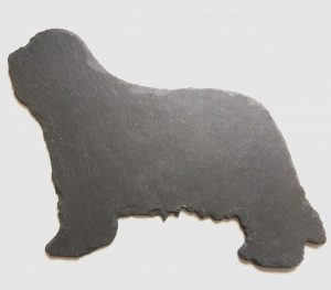 Bearded Collie